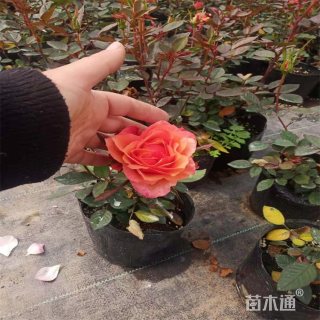 高度30厘米大花月季