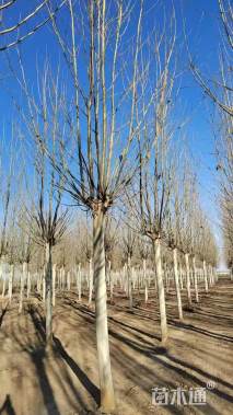 10公分速生法桐