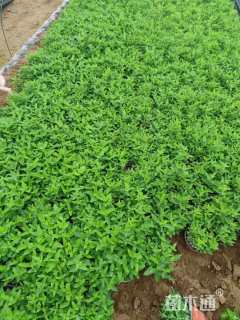 高度15厘米桔梗