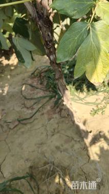 高度50厘米牡丹