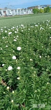 高度30厘米牡丹