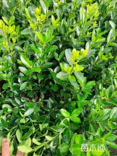 高度40厘米大叶黄杨