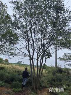 60公分(6杆)丛生朴树
