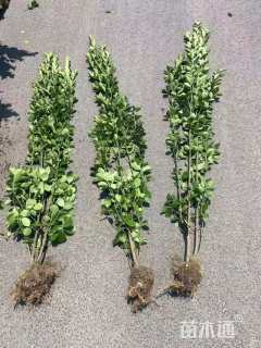 高度100厘米北海道黄杨