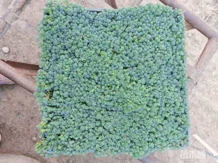 高度10厘米中华景天