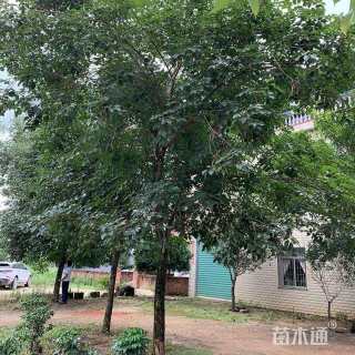 10公分黄花风铃木