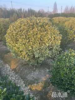 冠幅100厘米金边黄杨球