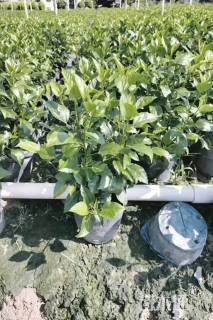 高度40厘米大红花