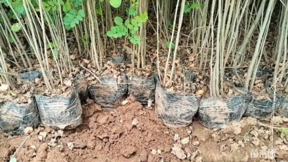 高度60厘米紫穗槐