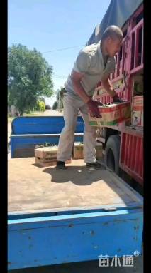 高度20厘米万寿菊