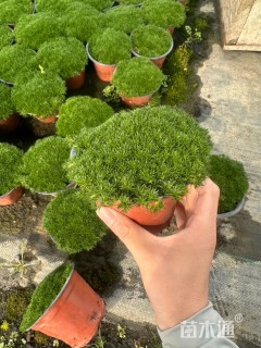 高度10厘米漆姑草