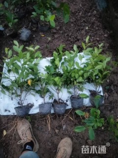 高度40厘米含笑