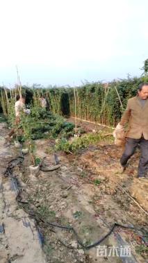 高度60厘米棒棒糖月季