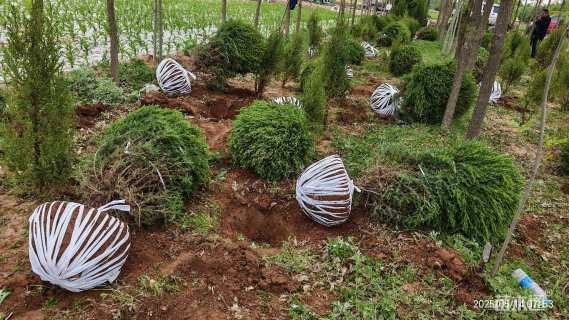 冠幅120厘米刺柏球