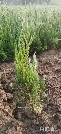 高度40厘米龙柏