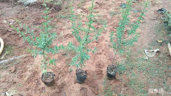 高度50厘米火棘