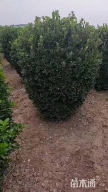 冠幅100厘米大叶黄杨球