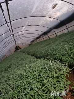 高度25厘米墨西哥鼠尾草