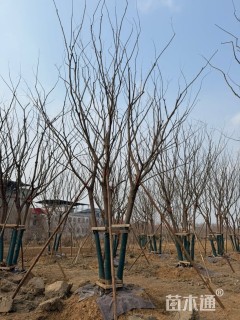 60公分(5杆)丛生朴树