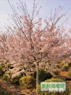 12公分美利坚樱