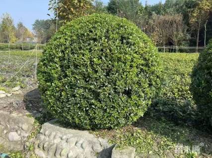 冠幅100厘米海桐球