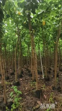 高度200厘米紫荆