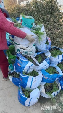 高度60厘米花叶卡开芦