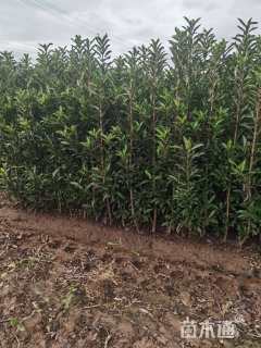 高度180厘米青珊瑚