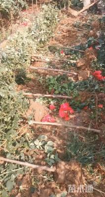 高度50厘米月季