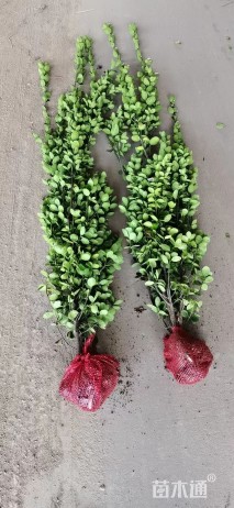 高度180厘米北海道黄杨小苗