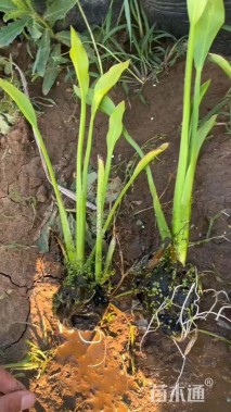 高度15厘米泽泻