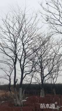 35公分朴树