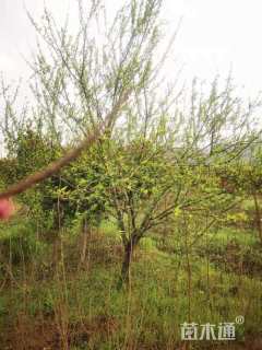 高度250厘米黄桃