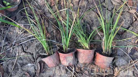 高度15厘米火炬花