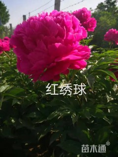 高度35厘米芍药