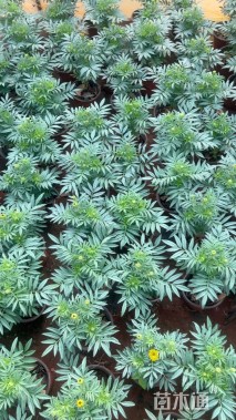 高度20厘米万寿菊