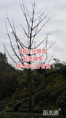 12公分垂丝海棠