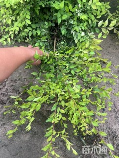 高度60厘米金叶榆小苗