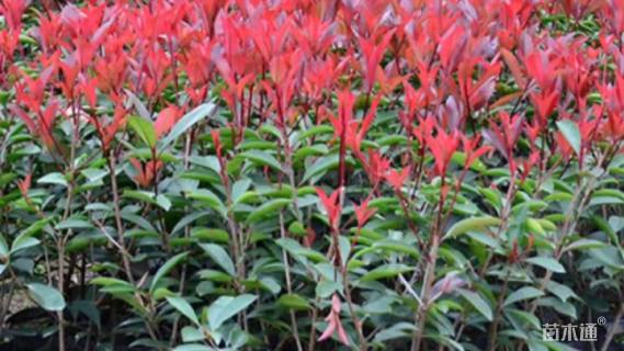 高度80厘米红叶石楠小苗