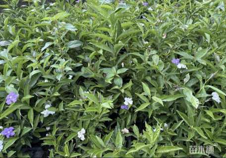 高度30厘米鸳鸯茉莉