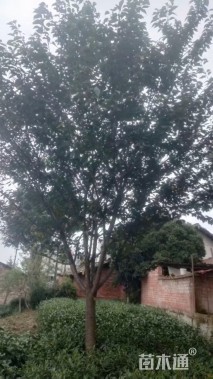 20公分日本晚樱