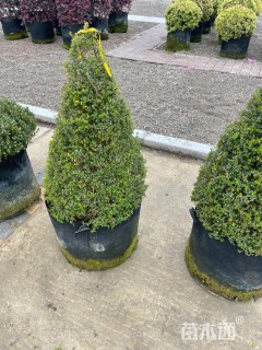 高度80厘米川滇蜡树