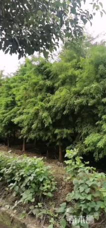 北美落羽杉