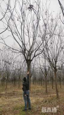 18公分黄山栾树