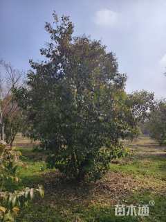 高度400厘米丛生大叶女贞