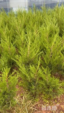 高度80厘米塔柏