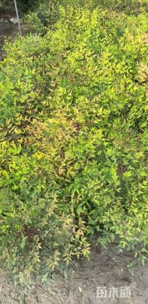 高度40厘米南天竹