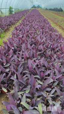 高度10厘米紫罗兰