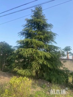 高度500厘米雪松