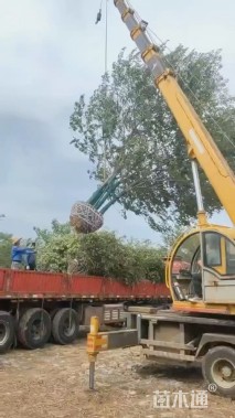 60公分(5杆)丛生朴树